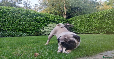 Pug dogs - Advert 11