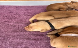 Labrador Retriever dogs for sale: KC Reg ‘Fox Red’ Labrador Retrievers  - Image 40