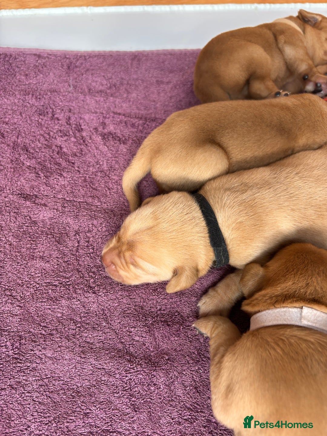 Labrador Retriever dogs for sale: KC Reg ‘Fox Red’ Labrador Retrievers  - Image 40