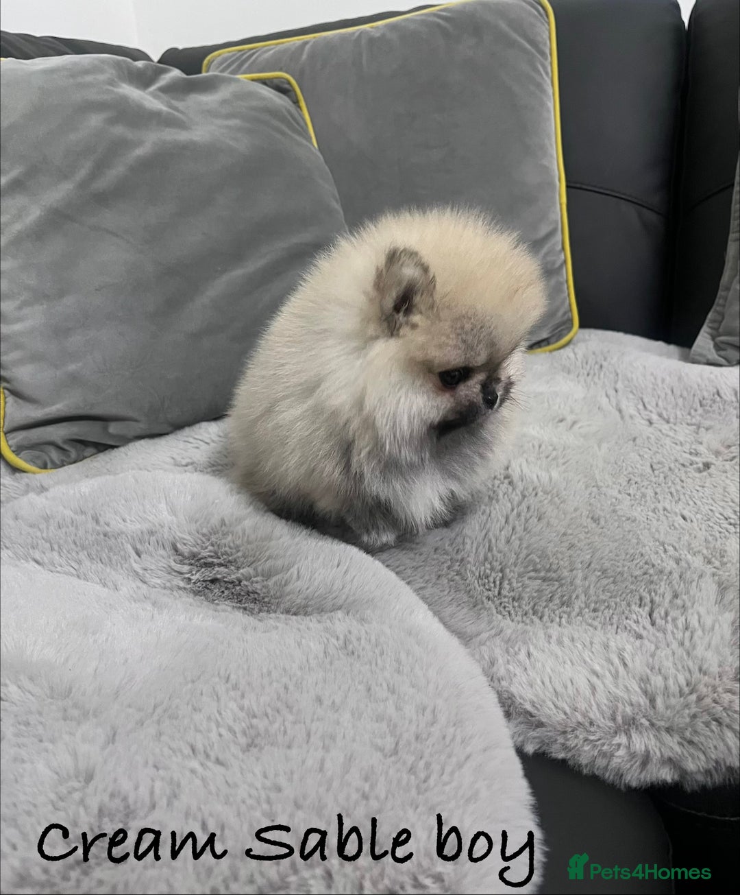 Pomeranian dogs for sale: 🔥Stunning 🐻Real Teddy Face🏆Quality  - Advert 6