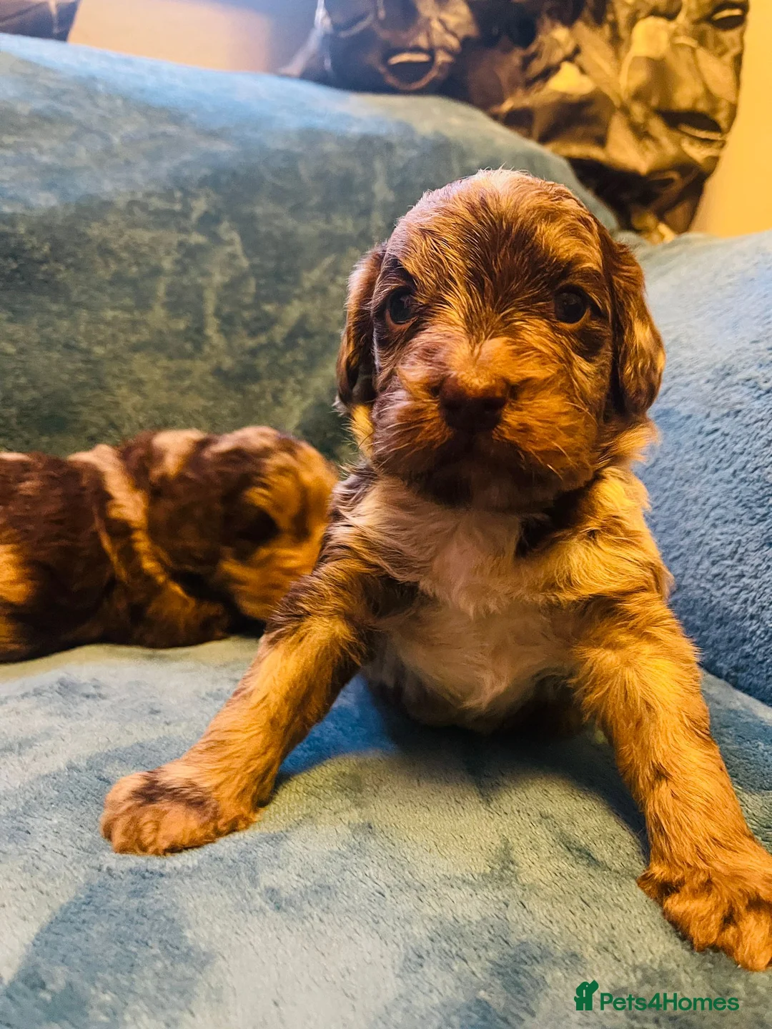 Sproodle dogs for sale: Outstanding chocolate merle puppy's  - Advert 2