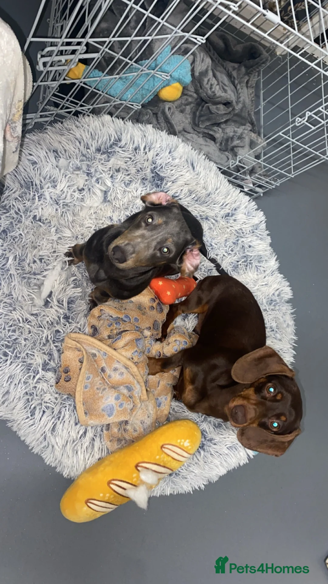 Miniature Dachshund dogs for sale: Miniature dachshund  - Advert 1