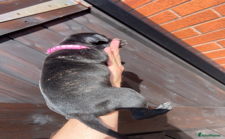 Staffordshire Bull Terrier dogs - Advert 13