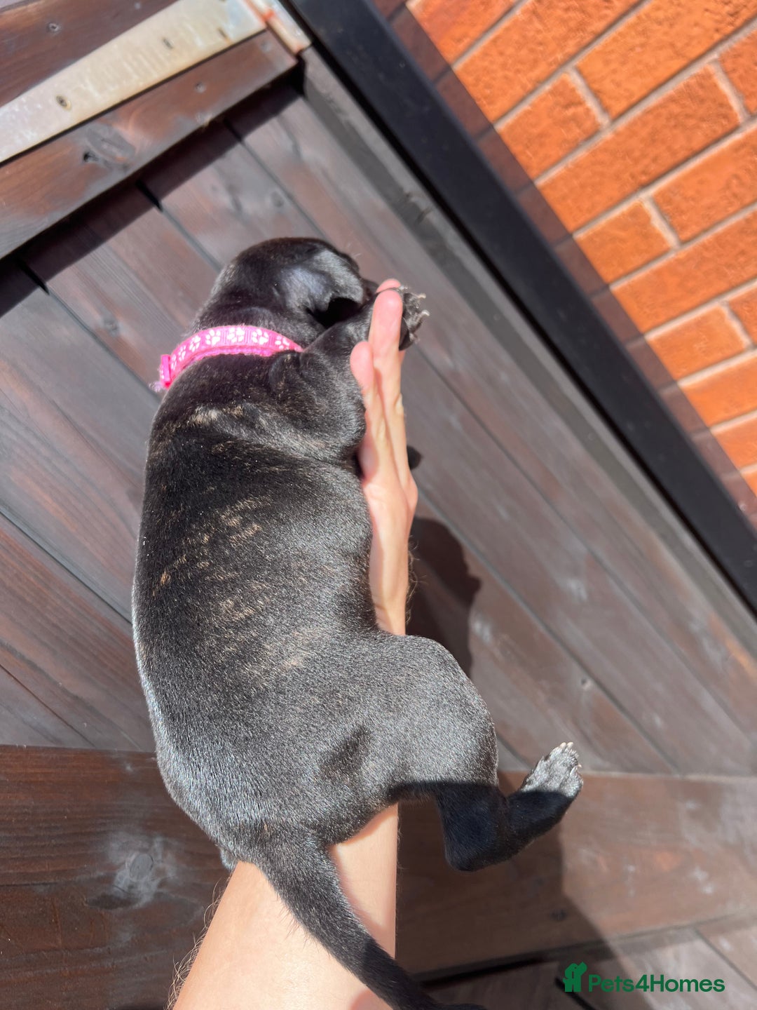 Staffordshire Bull Terrier dogs for sale: Last Stunning girl  - Image 1