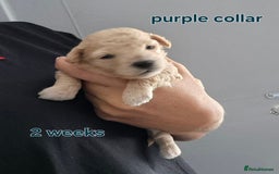 Poochon dogs for sale: Poochons - Image 3