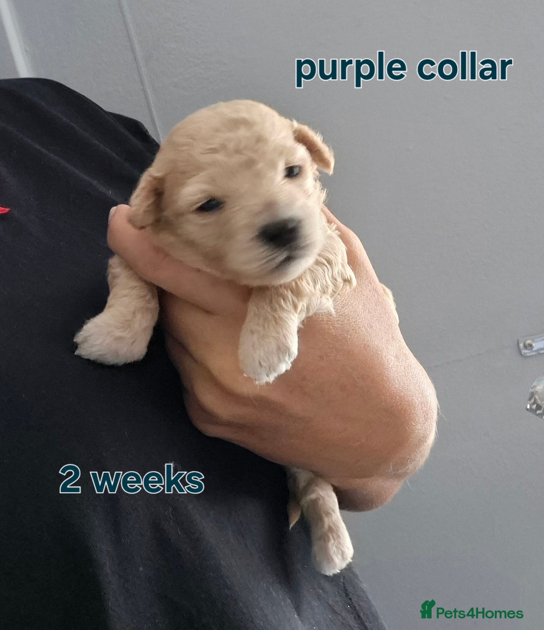 Poochon dogs for sale: Poochons - Image 3