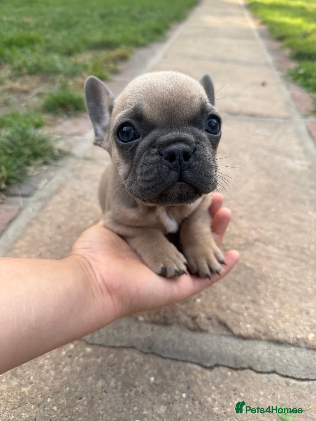 French Bulldog dogs for sale: Adorable Fresh bulldog - Image 10