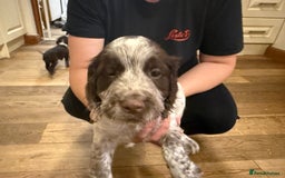 Sprocker dogs for sale: Sprocker puppies  - Image 13