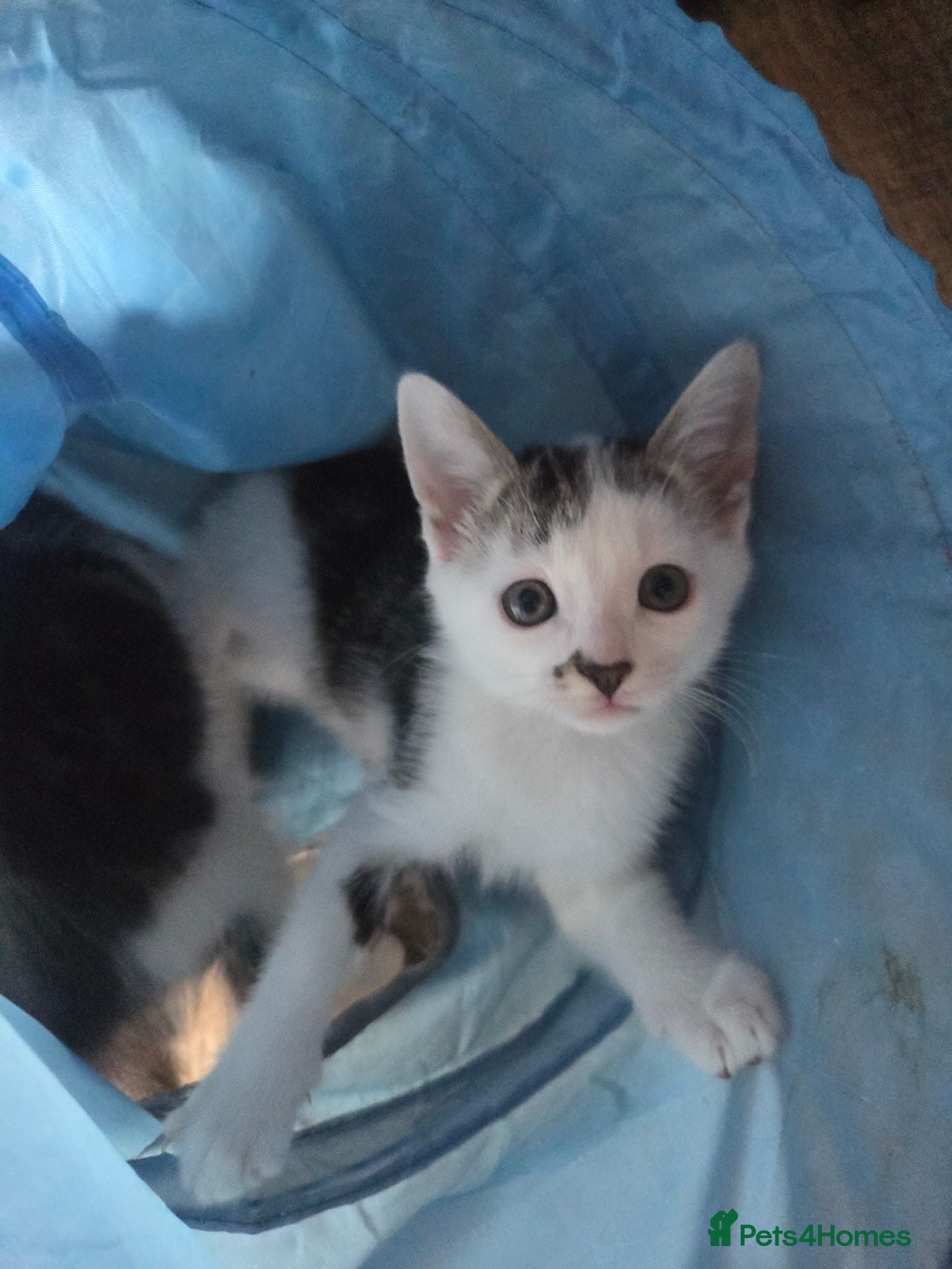 Mixed Breed cats 1 girl remaining , ready to leave - Advert 8