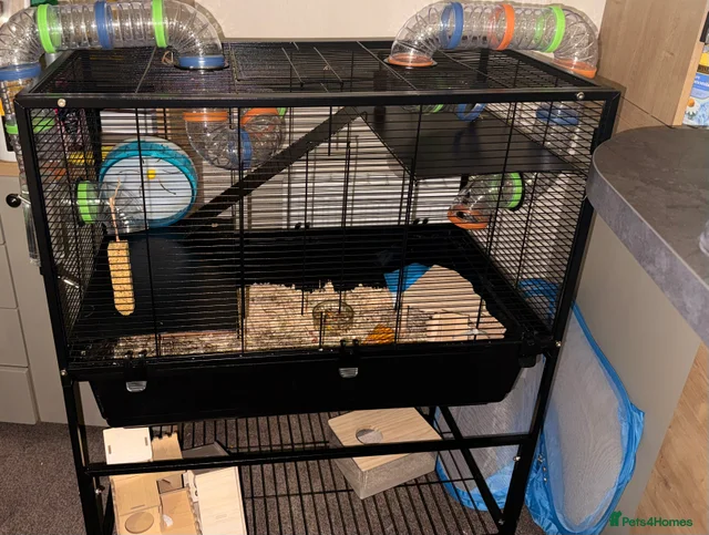 Image showcasing HAMSTER CAGE FOR SALE for sale in Slough | Pets4Homes