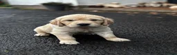 Golden Retriever dogs for sale: 🐾 Beautiful Pedigree Golden Retriever Puppies  in Ballymena - Advert 16