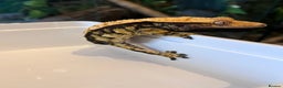 Gecko reptiles for sale: Crested geckos for sale  - Advert 4