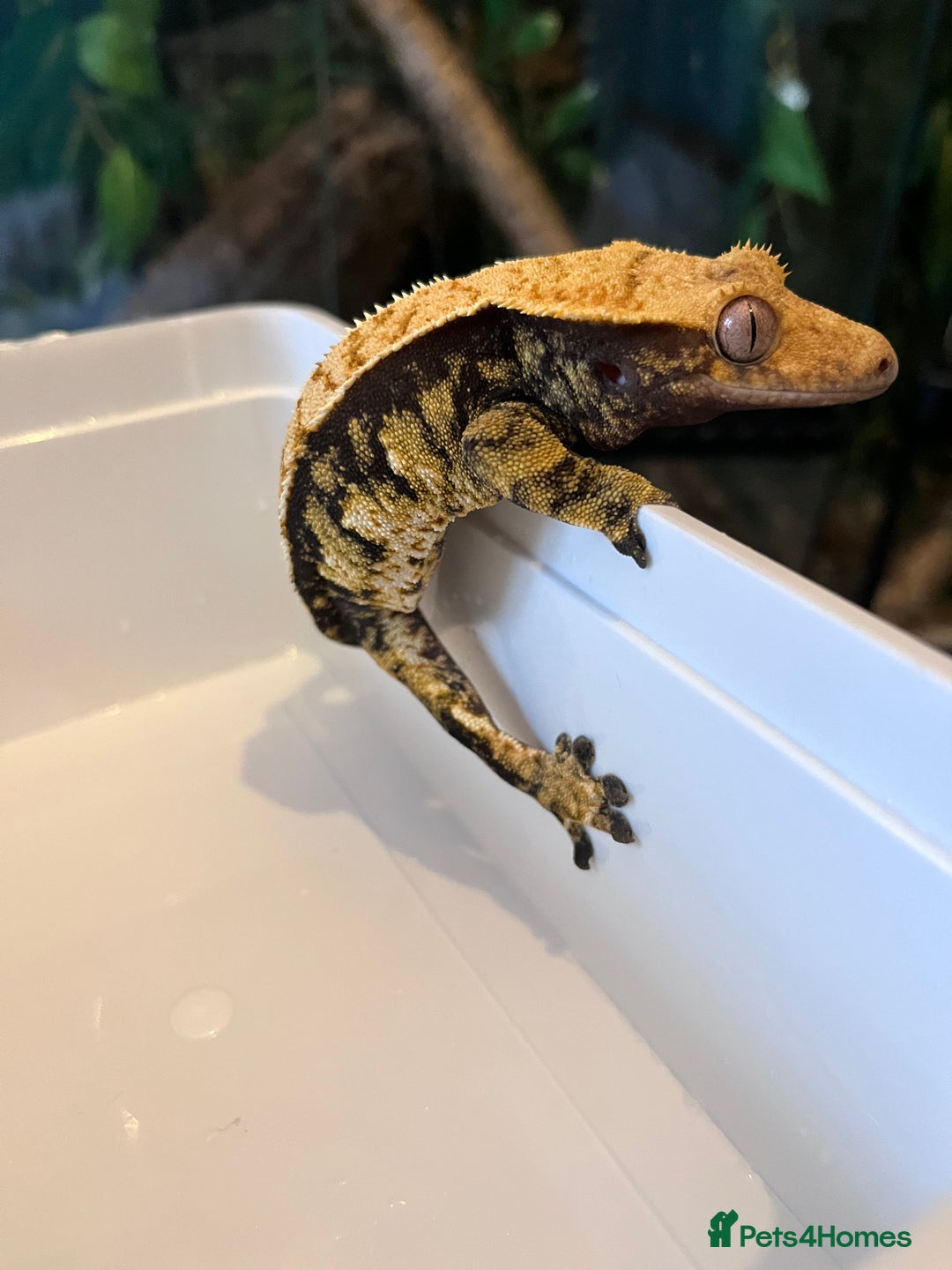 Gecko reptiles for sale: Crested geckos for sale  - Advert 4