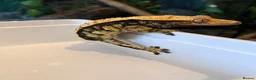 Gecko reptiles for sale: Crested geckos for sale  - Advert 4