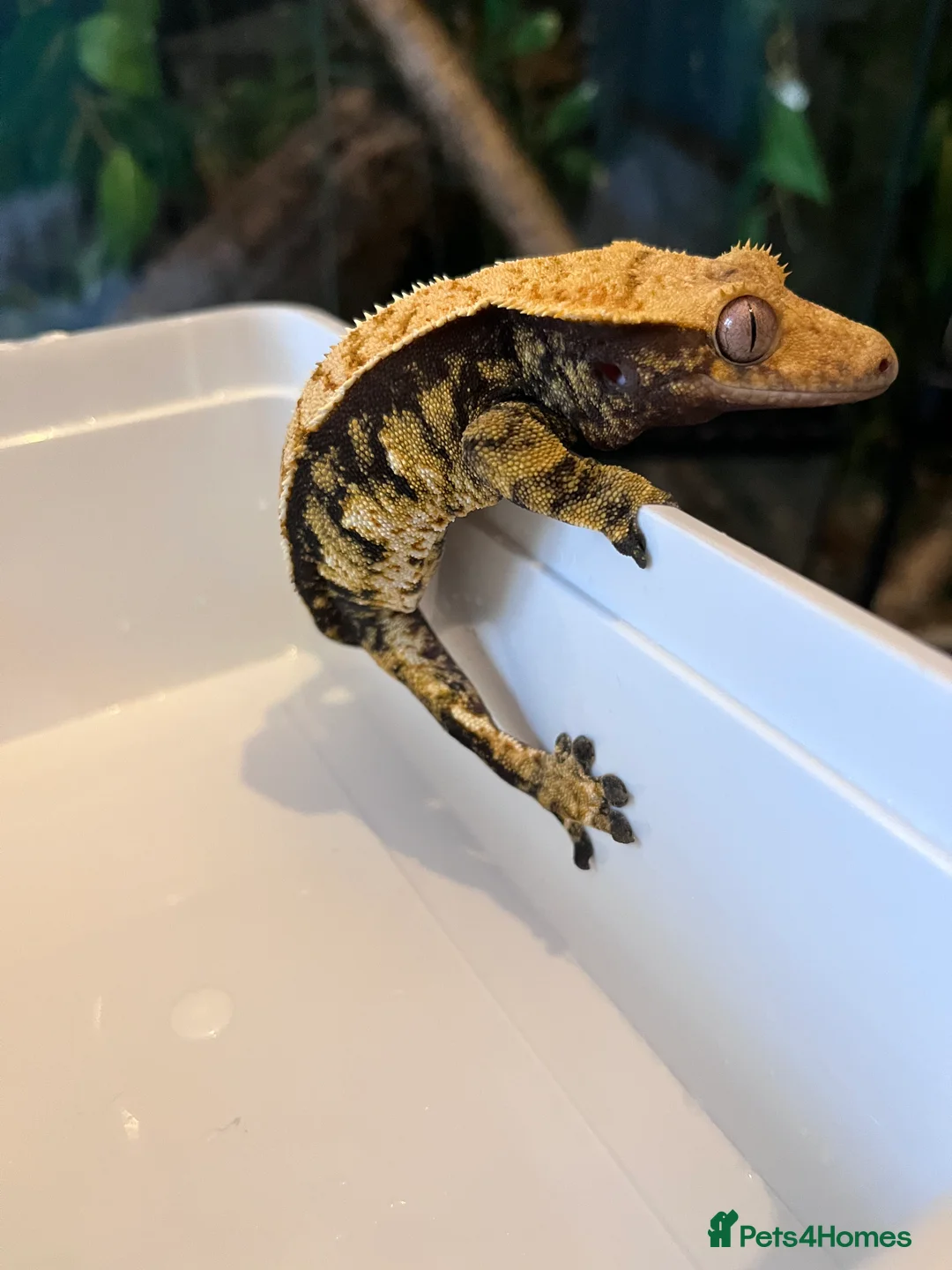 Gecko reptiles for sale: Crested geckos for sale  - Advert 4
