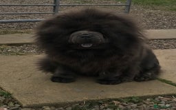 Chow Chow dogs for sale: Stunning kc chow chow  - Advert 20