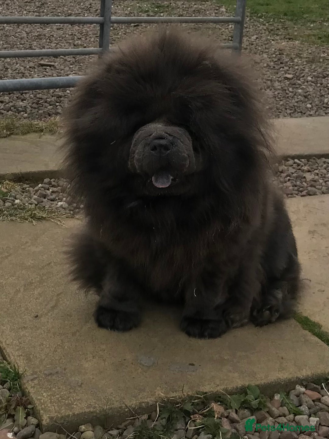 Chow Chow dogs for sale: Stunning kc chow chow  - Advert 20