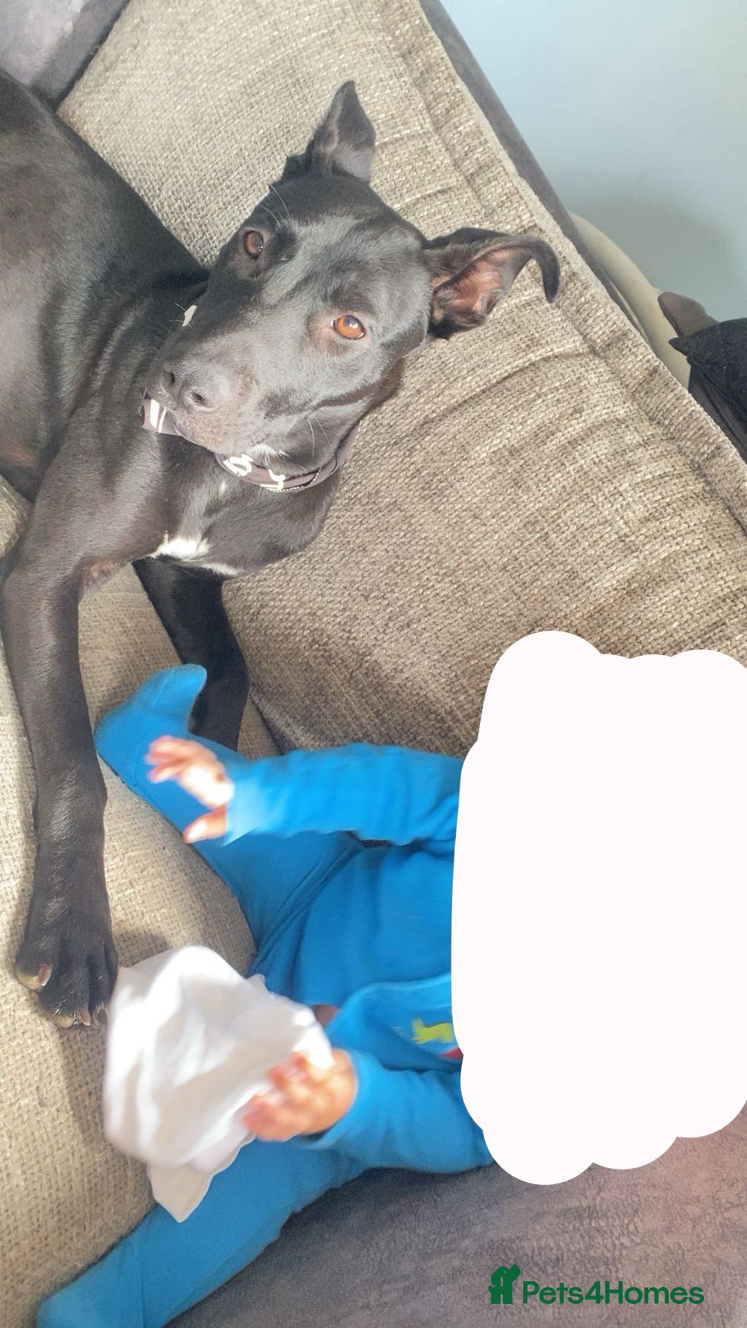 Mixed Breed dogs for sale: Female Malinois x Staffie looking for loving home - Image 3