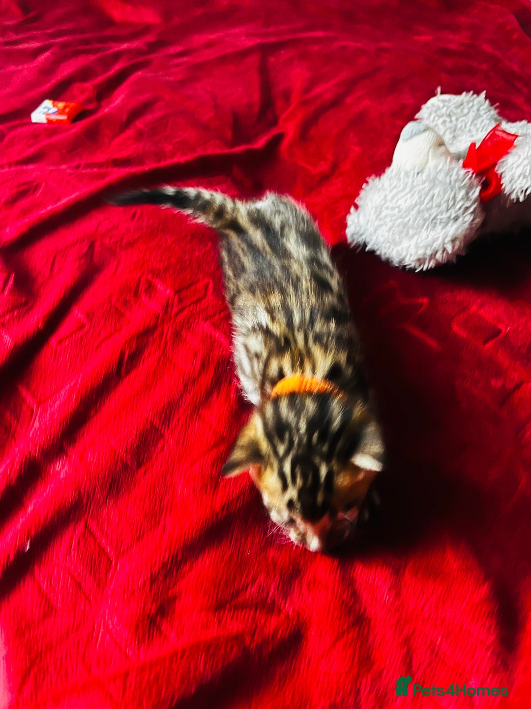 Bengal cats for sale: Beautiful bengal kittens for sale, 2boys available - Advert 14