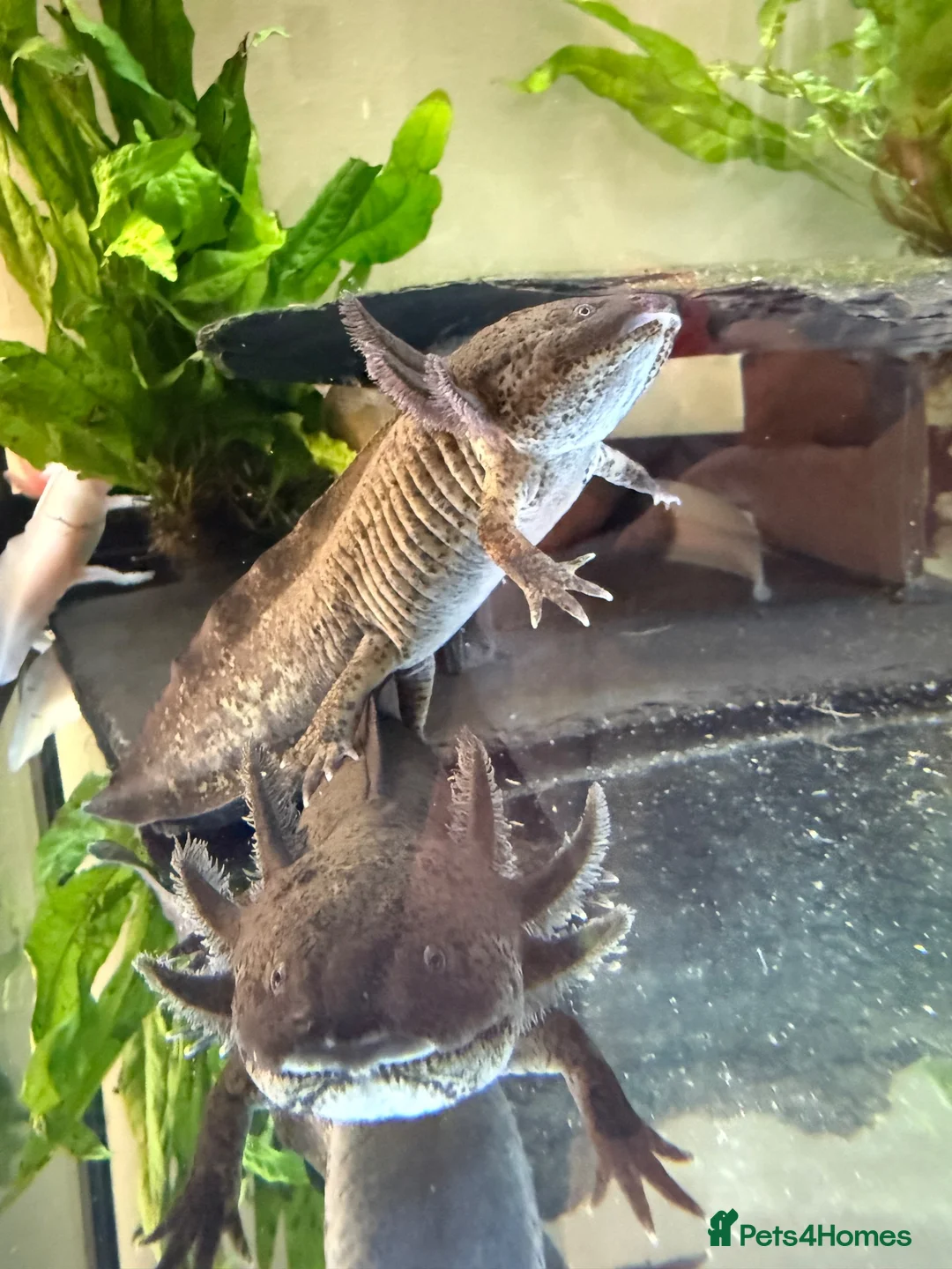 Other/Mixed Breed fish for sale: Axolotls  - Advert 5