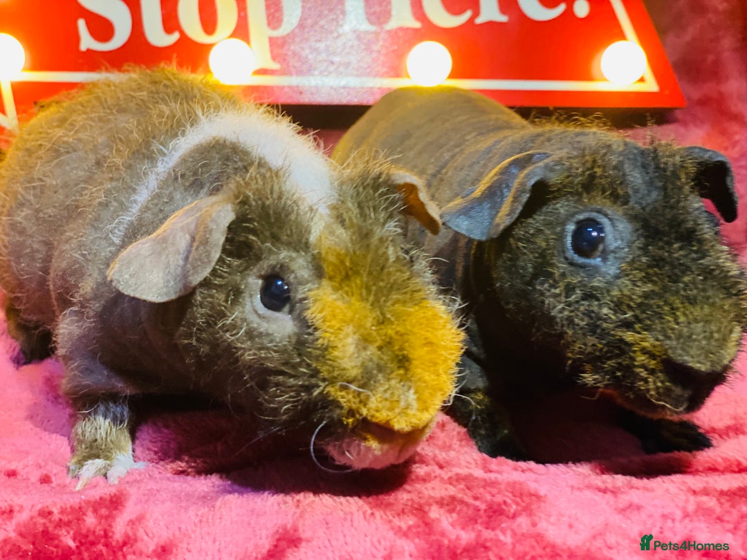 Guinea Pig rodents for sale: Skinny pig and werewolf baby boy pair - Advert 2