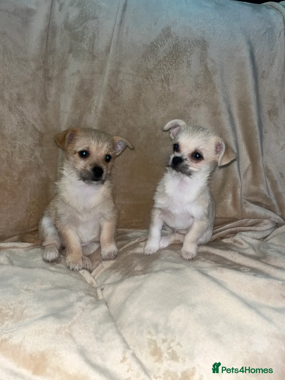 Mixed Breed dogs for sale: Maltese \ Chihuahua - Advert 4