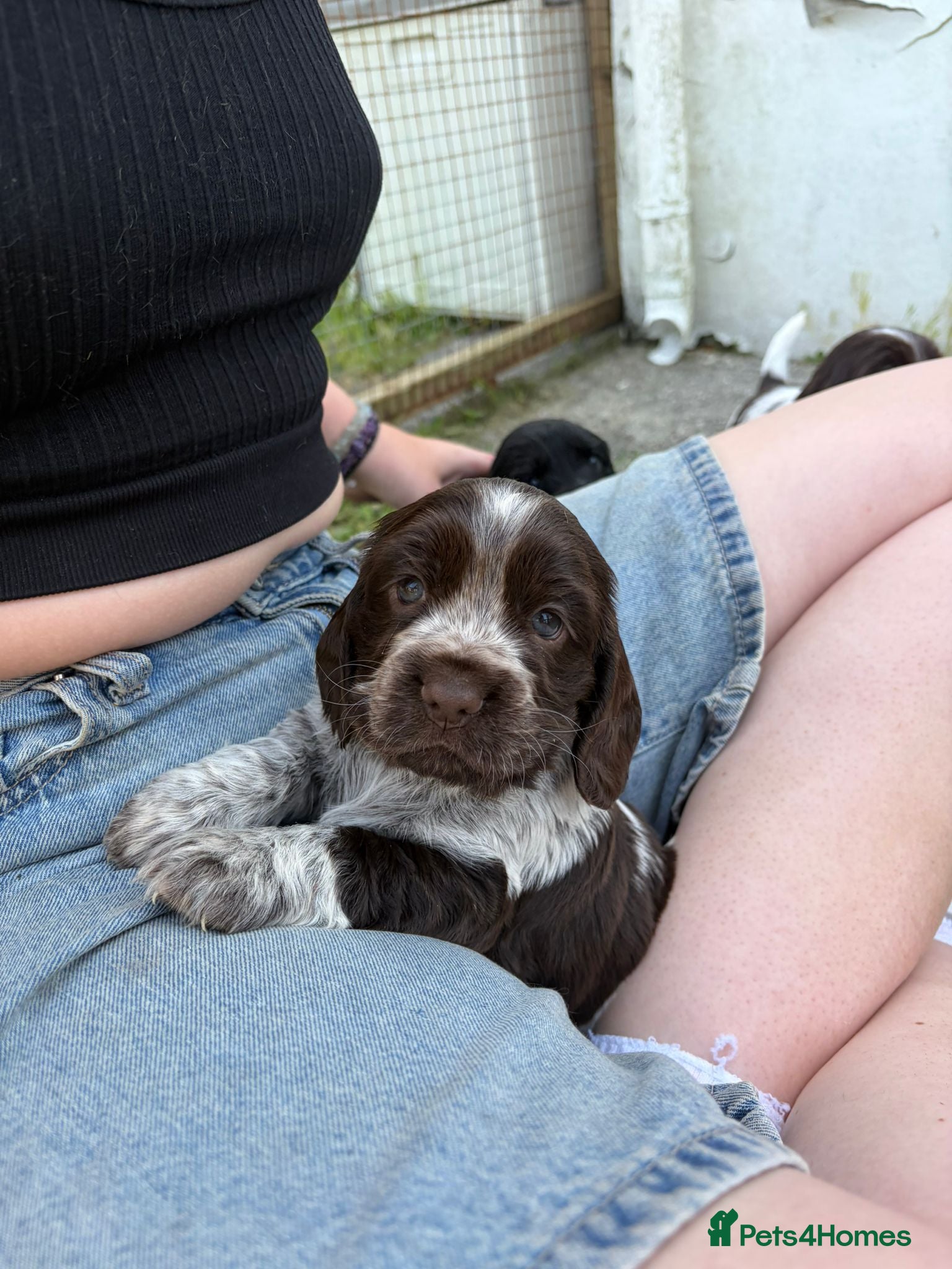 Cocker Spaniel dogs Show Type KC Cocker Available 1 male - Advert 2