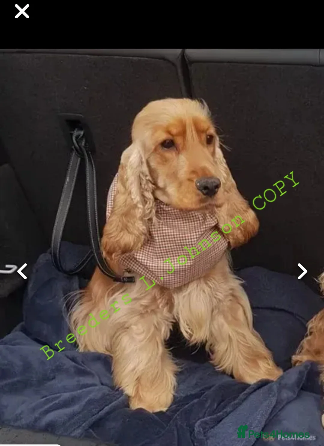 Cocker Spaniel dogs for stud: DNA TESTED/CLEAR KC SHOW GOLD COCKER SPANIEL STUD! in Harlow - Advert 8