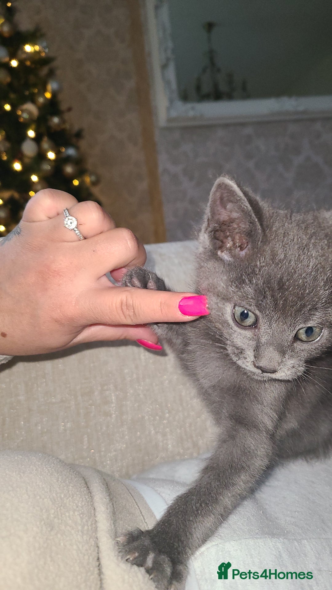 British Shorthair cats for sale: Bsh x tabby kittens  - Advert 5