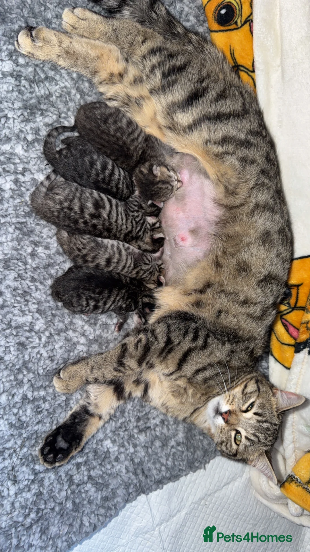 Mixed Breed cats for sale: Kittens  in Houghton le Spring - Advert 2