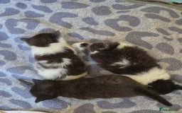 Mixed Breed cats for sale: 1 female kitten out litter of 3  - Image 10