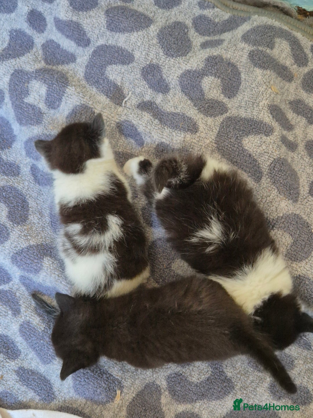 Mixed Breed cats for sale: 1 female kitten out litter of 3  - Image 10