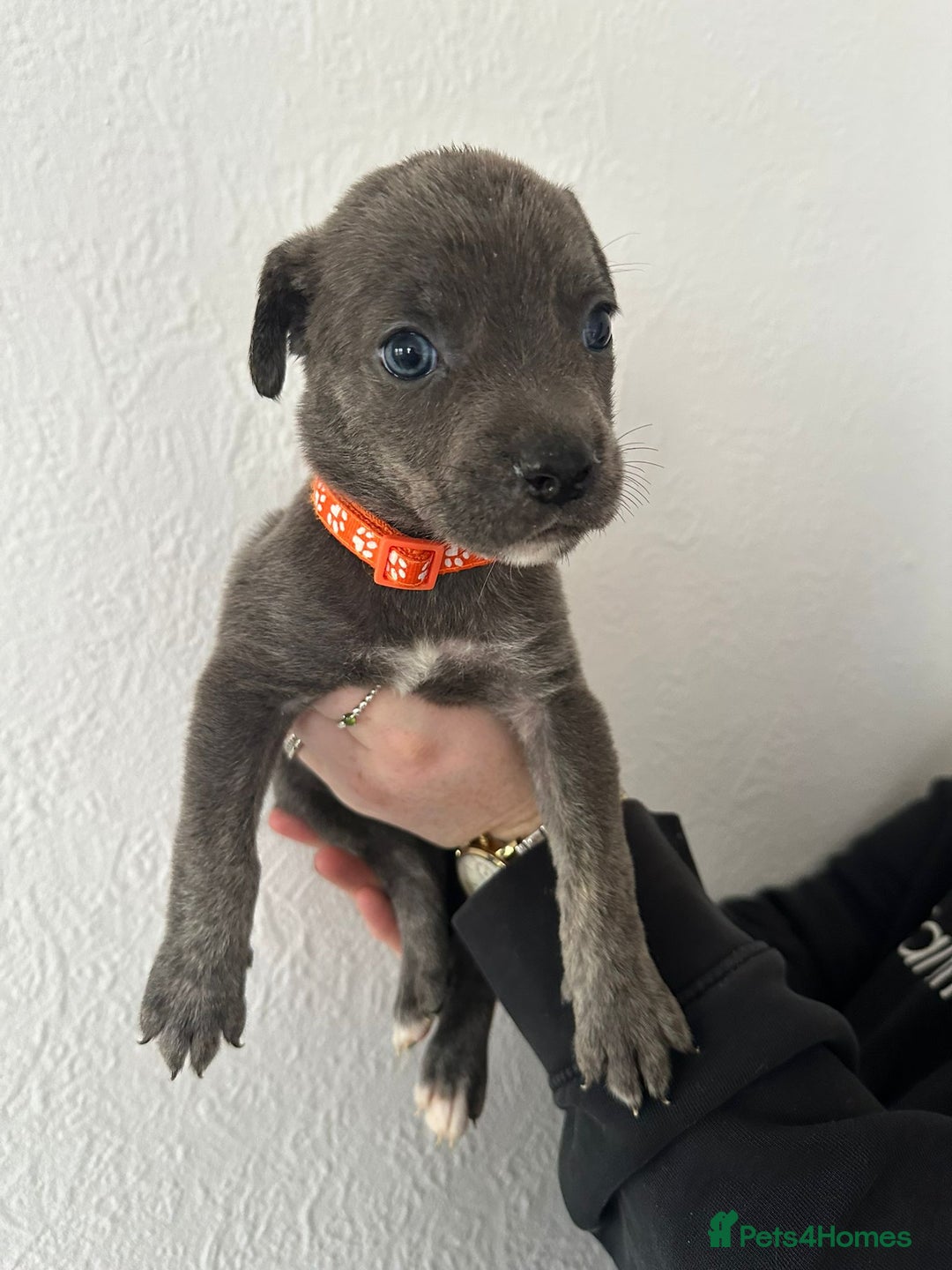 Mixed Breed dogs for sale: Cane corso x alpha blue bulldog puppies  - Advert 12