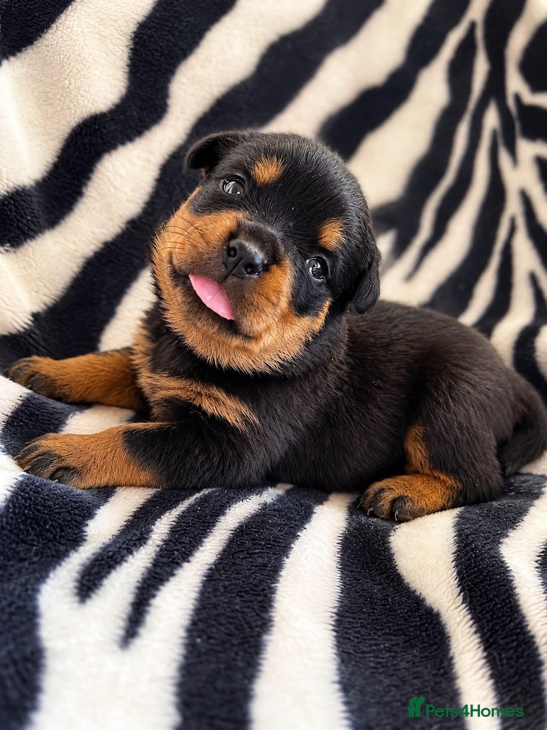 Rottweiler dogs KC Registered Rottweilers puppies  - Advert 3