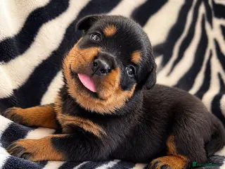 Rottweiler dogs KC Registered Rottweilers puppies - Advert 18
