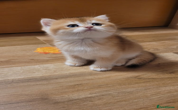 British Shorthair cats - Advert 1