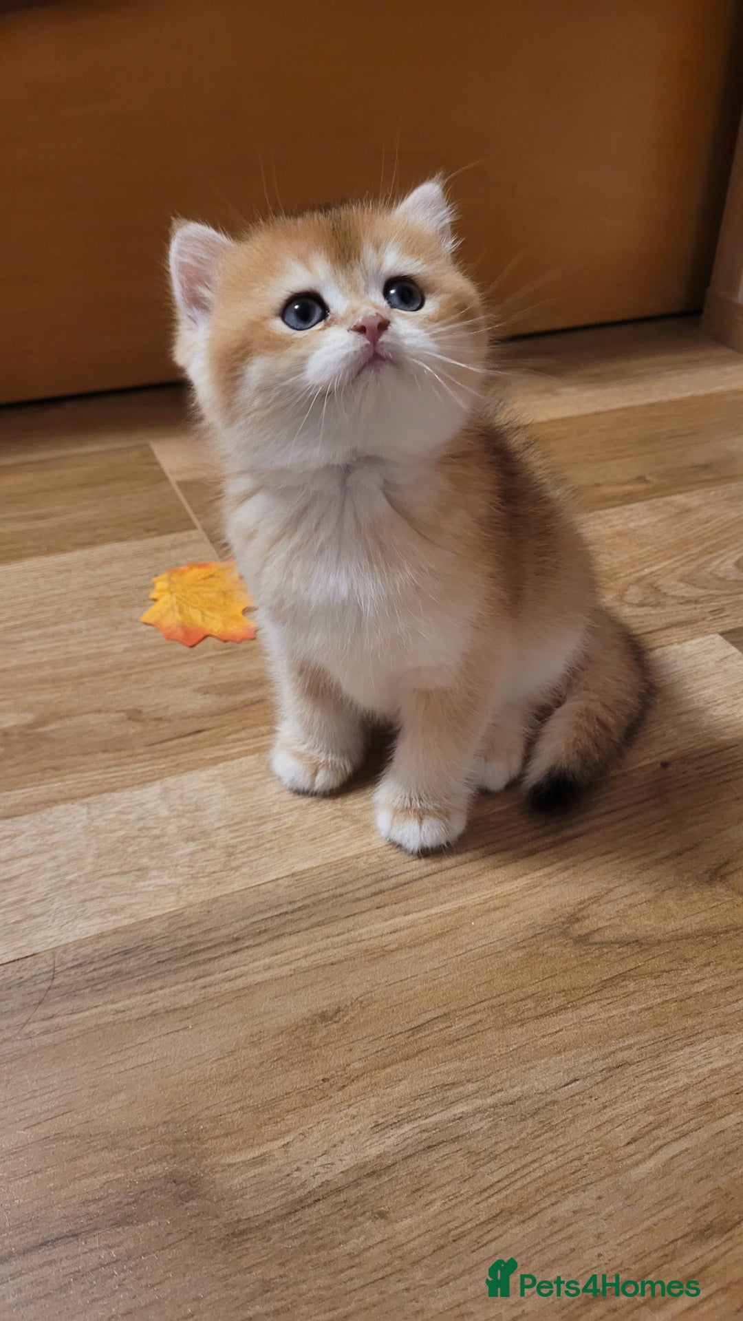 British Shorthair cats for sale: British shorthair kittens  - Image 1