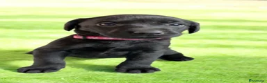 Labrador Retriever Puppy 8