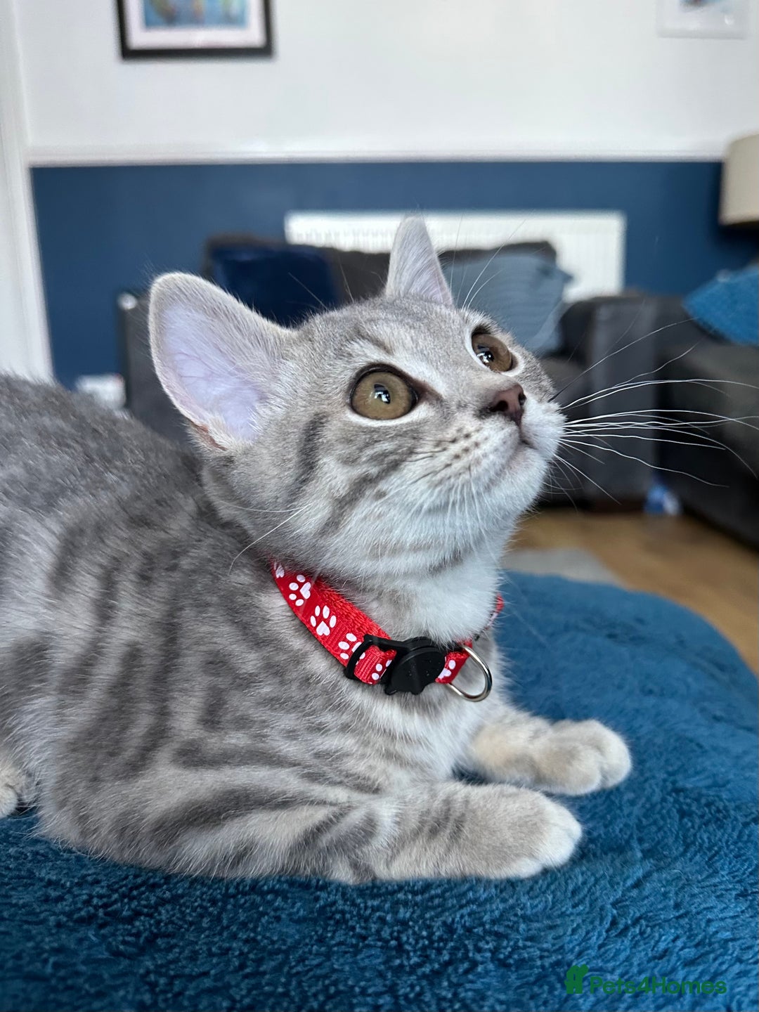British Shorthair cats for sale:  BSH Female Grey Stripe Kitten - Image 4