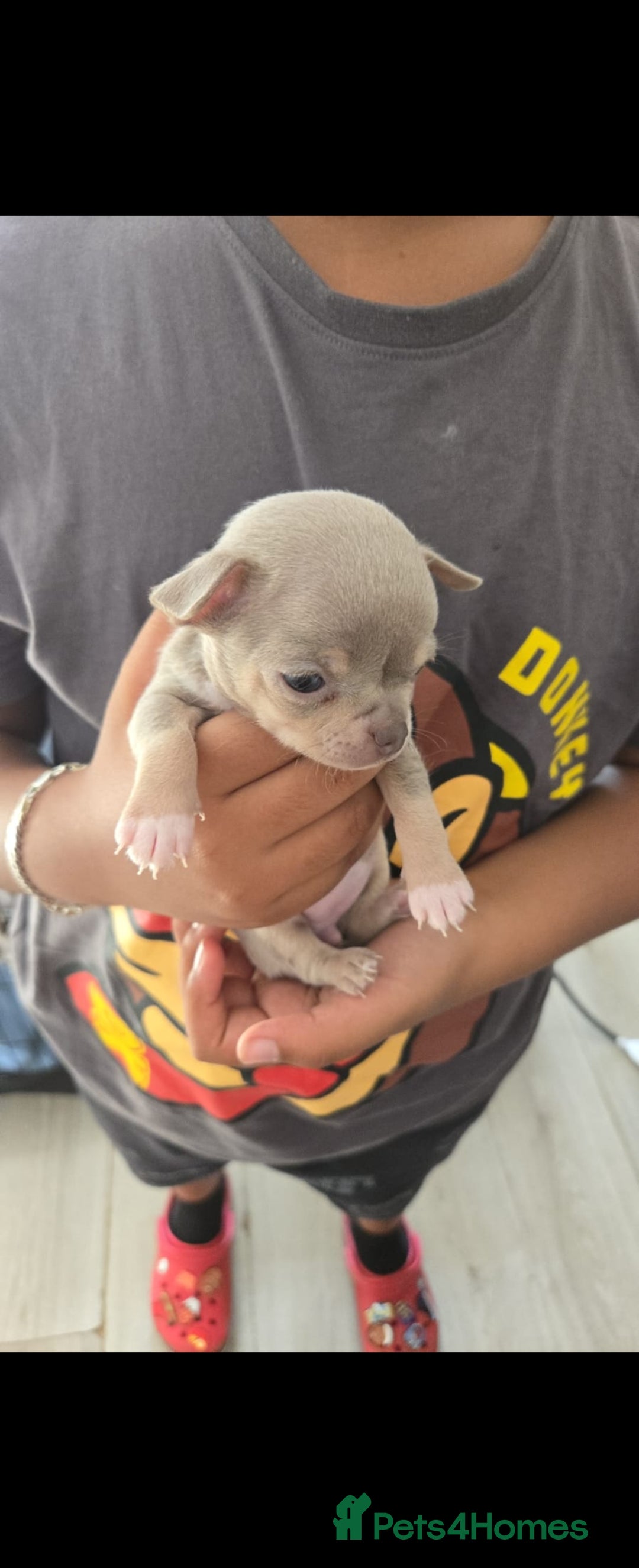 Chihuahua dogs for sale: Gorgeous Chihuahua Puppies Looking 4 Forever Homes - Image 6