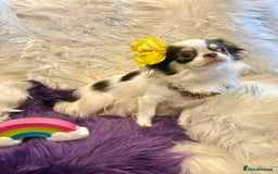Chihuahua dogs for sale: CHIHUAHUA PUPPIES 🩵🩵 - Image 10