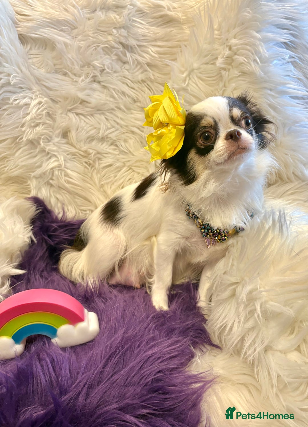 Chihuahua dogs for sale: CHIHUAHUA PUPPIES 🩵🩵 - Image 10