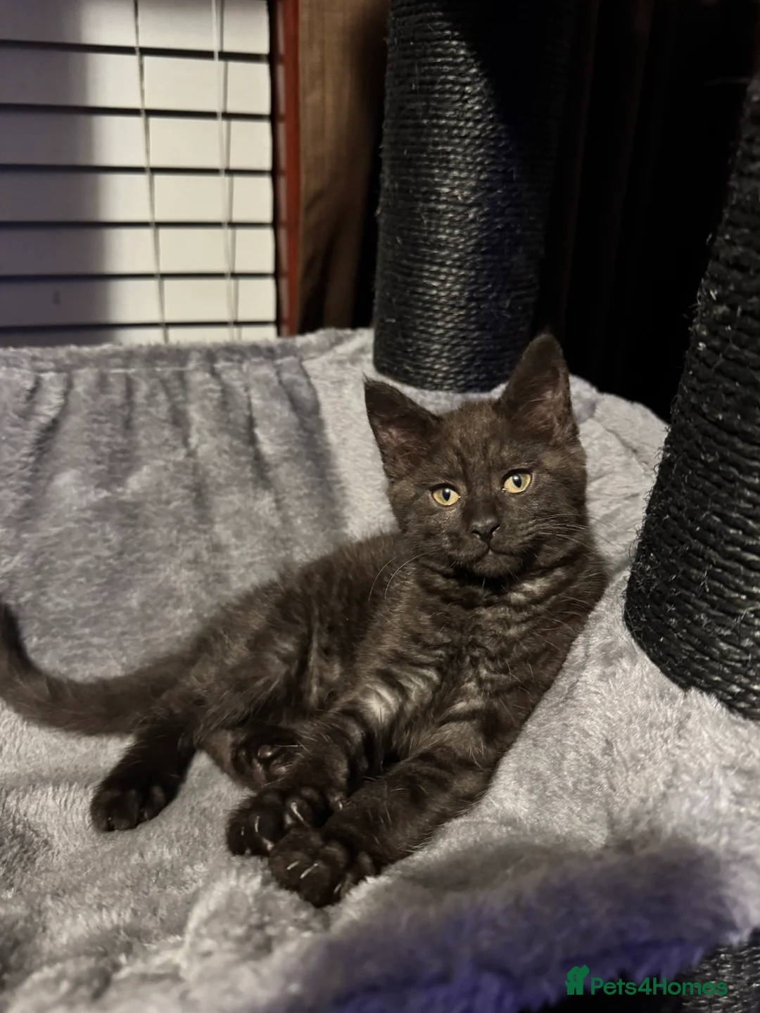 Mixed Breed cats for sale: British short hair cross maine coon  - Advert 6