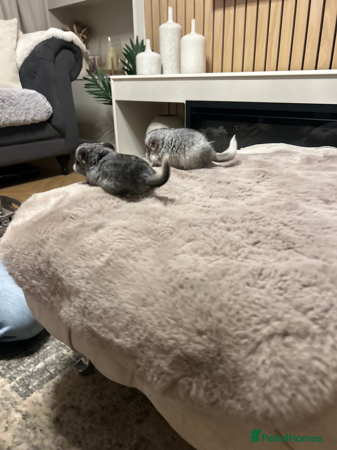 Chinchilla rodents for sale: Beautiful baby angora chinchillas  - Image 11