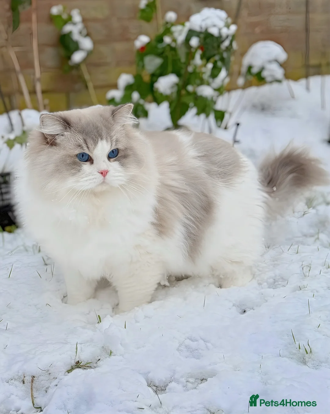 Ragdoll cats for stud: TICA Registered DNA Tested Large Ragdoll Stud  - Advert 2