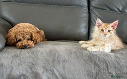 Toy Poodle dogs for sale: KC Toy Poodle Boy - Image 3