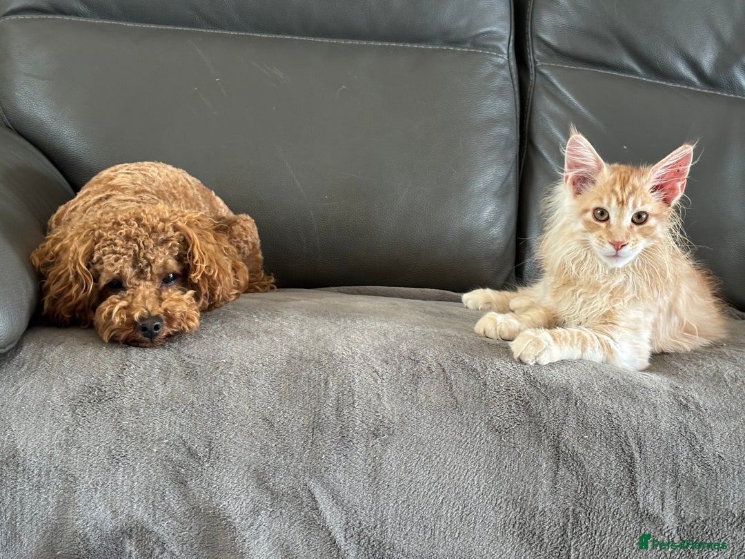 Toy Poodle dogs for sale: KC Toy Poodle Boy - Image 3