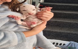 Dalmatian dogs for sale: Beautiful KC registered litter of dalmations  - Image 33