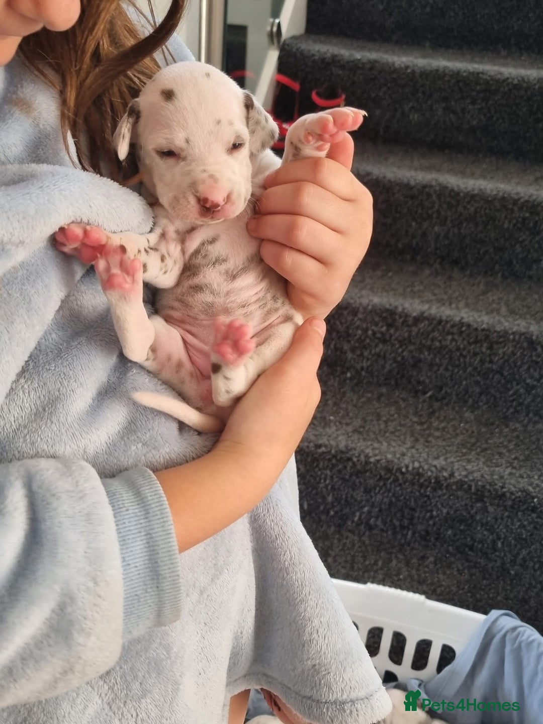 Dalmatian dogs for sale: Beautiful KC registered litter of dalmations  - Image 33