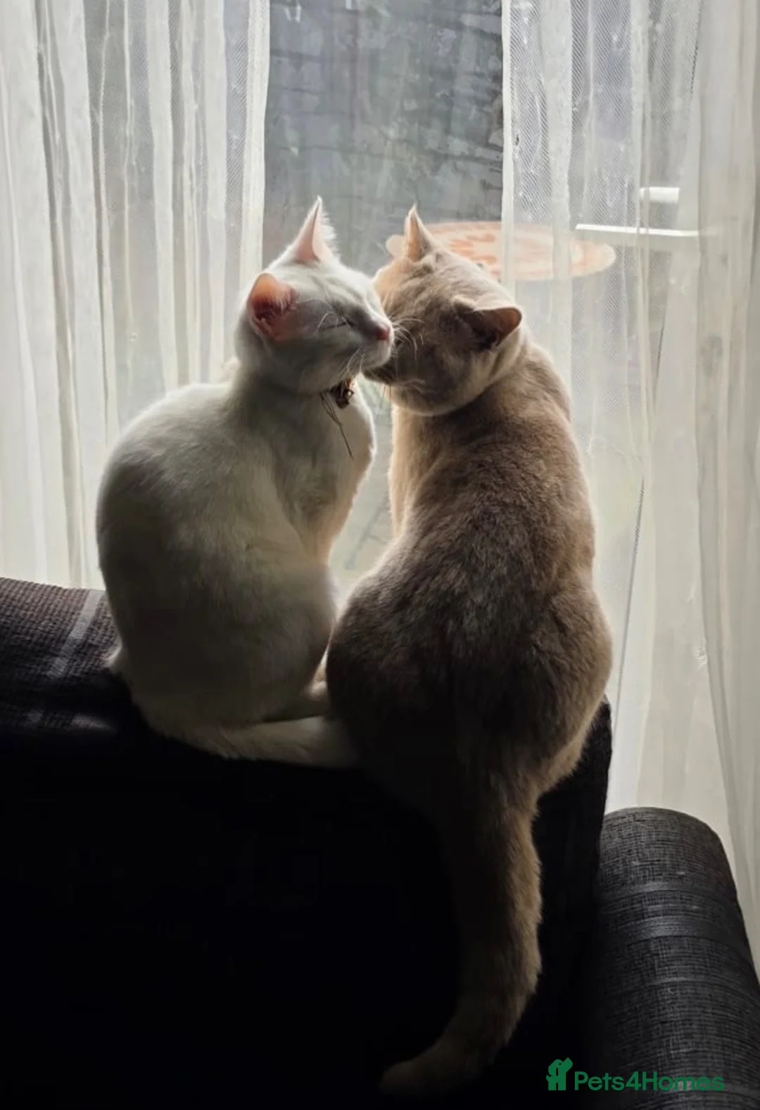 Mixed Breed cats for sale: 3 Kittens (2F 1M)   1/2 British shorthair  in Birmingham - Advert 2
